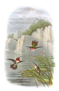 Vintage Illustration of Salvins Flame Bearer Hummingbird in the Public Domain