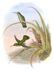 Vintage Illustration of Spotted Breasted Hummingbird in the Public Domain