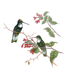 Vintage Illustration of Tschudis Inca Hummingbird in the Public Domain