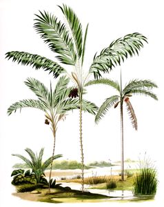 Vintage Illustration of Various Fruiting Palm Tree