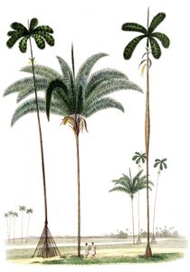 Vintage Illustration of Various Large Palm Tree
