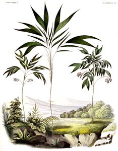 Vintage Illustration of Various Palm Tree3
