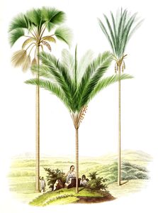 Vintage Illustration of Various Palm Tree 4