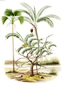 Vintage Illustration of Various Palm Tree 5