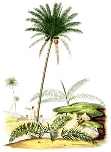 Vintage Illustration of Various Palm Tree 6