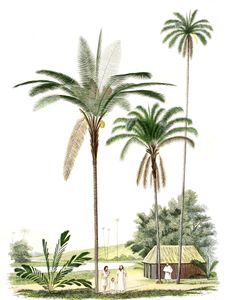 Vintage Illustration of Various Palm Tree and Hut with Family