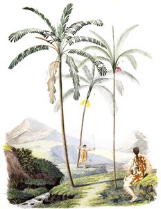Vintage Illustration of Various Palm Tree People Hunting Below