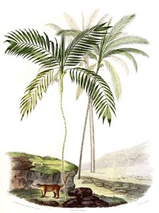 Vintage Illustration of Various Palm Trees