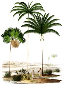 Sample work by Orbigny, Alcide Dessalines dâ