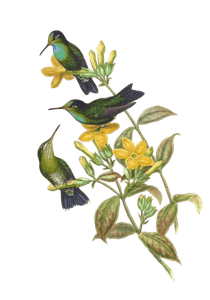 Vintage Illustration of Velvet Browed Brilliant Hummingbird in the Public Domain