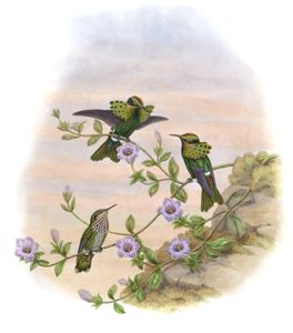 Vintage Illustration of White Crested Coquette Hummingbird in the Public Domain