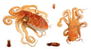 Vintage Illustrations of Octopus and Cuttlefish