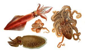 Vintage Illustrations of Squid Cuttlefish and Octopus