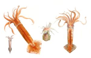 Vintage Illustrations of Squids