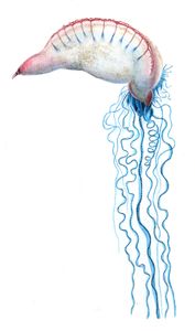 Vintage Jellyfish Illustration Portuguese Man O War