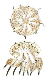 Vintage Jellyfish Illustration Top and Side View