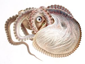 Vintage Octopus Illustration