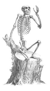 Vintage Skeleton Illustration