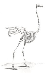 Vintage Skeleton Illustration of Ostritch