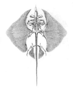 Vintage Skeleton Illustration of Stingray
