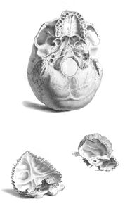 Vintage Skull Illustration From Underneath