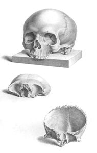 Vintage Skull Illustration Front View