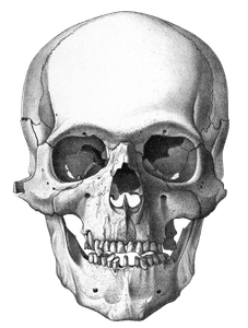 Vintage Skull Illustration of Human Front