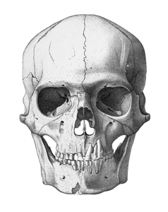 Vintage Skull Illustration of Human Front View