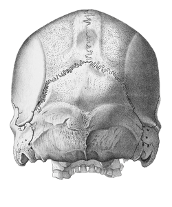 Vintage Skull Illustration of Human Rear