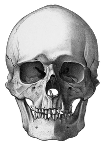 Vintage Skull Illustration of Human Front View 2