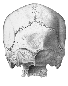 Vintage Skull Illustration of Human Rear View