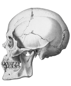 Vintage Skull Illustration of Human Side