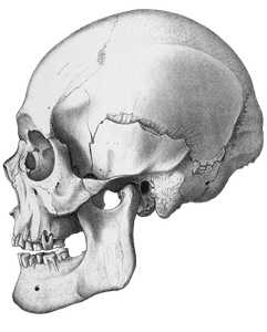 Vintage Skull Illustration of Human Side Videw