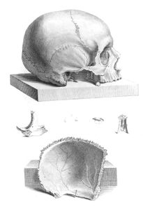 Vintage Skull Illustration Side View