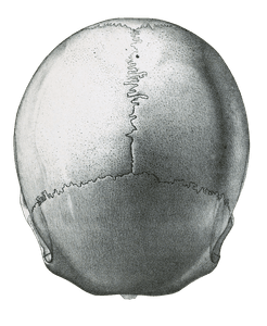 Vintage Skull Illustration of Human Top View