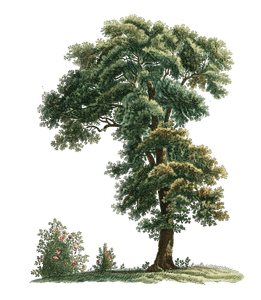 Vintage Tree Illustration