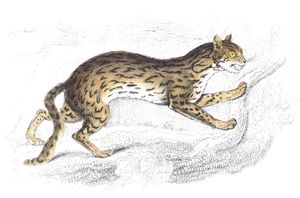 Bengal Cat