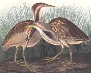 American Bittern 1945 8 337
