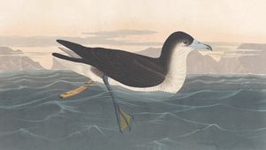 Dusky Petrel