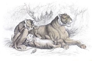 Female Lion and Cubs