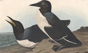 Foolish Guillemot