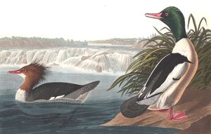 Goosander