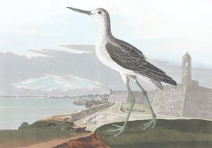 Greenshank