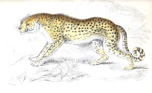 Hunting Leopard