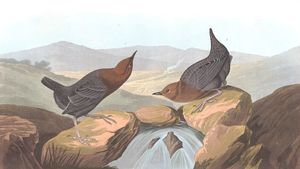 American Water Ouzel 1945 8 370