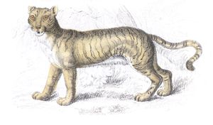 Liger Hybrid Between Lion and Tiger
