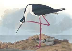 Long Legged Avocet