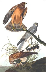 Marsh Hawk