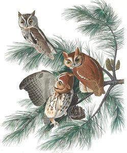 Mottled Owl