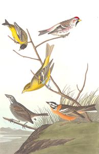 Arkansaw Siskin Mealy Red Poll Louisiana Tanager Townsends Finch and Buff Breasted Finch 1945 8 400